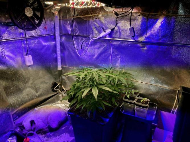 3M ♕ Caribbean Queen. Week 4