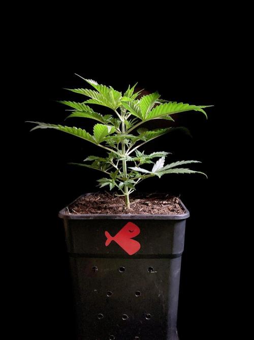 3M ♔ Purple Queen Mother. Week 4
