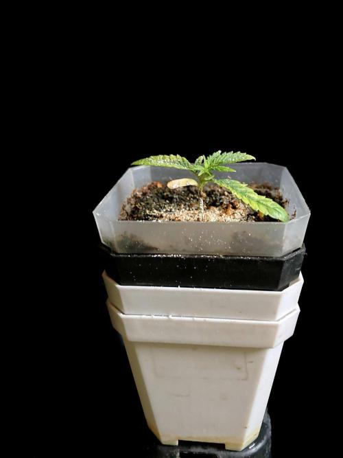 3M ♔ Purple Queen Mother. Week 4