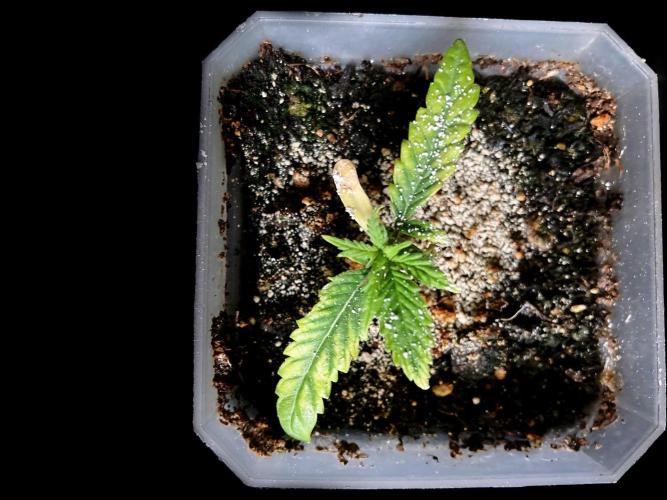 3M ♔ Purple Queen Mother. Week 4