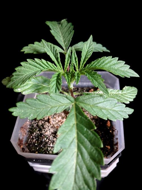 3M 🍧 Gelato 44. Week 3