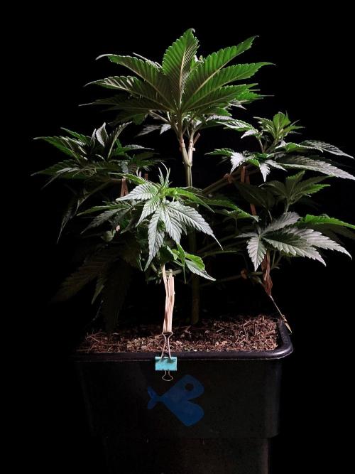 3M 🍊 Clementine Slush. Week 5
