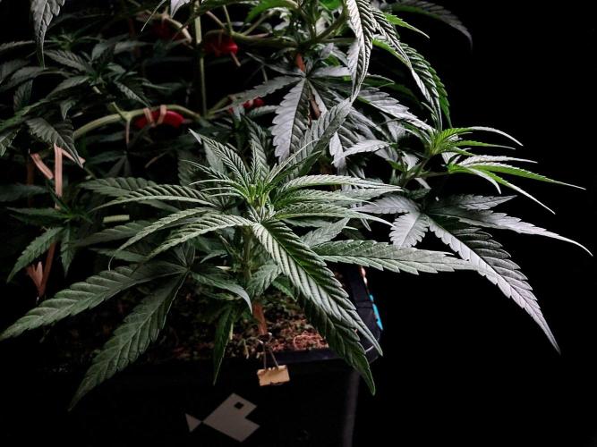 3M ♕ Caribbean Queen. Week 5