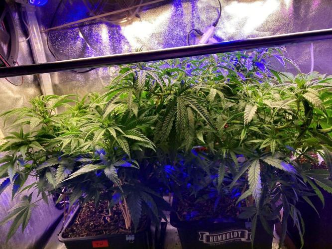 3M ♕ Caribbean Queen. Week 6