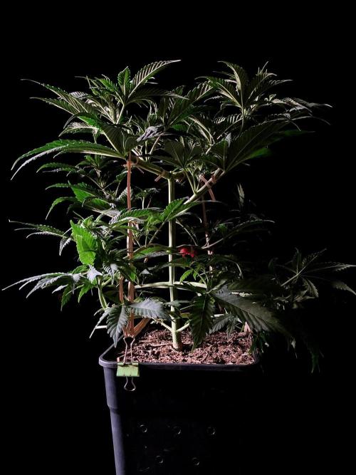 3M ♔ Purple Queen Mother. Week 6