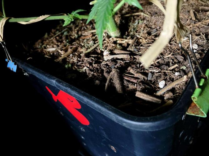 3M ♔ Purple Queen Mother. Week 6 - Sacred Mulch