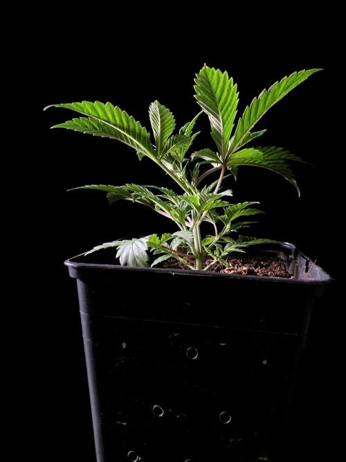 3M ♔ Purple Queen Mother. Week 6 - Second Queen