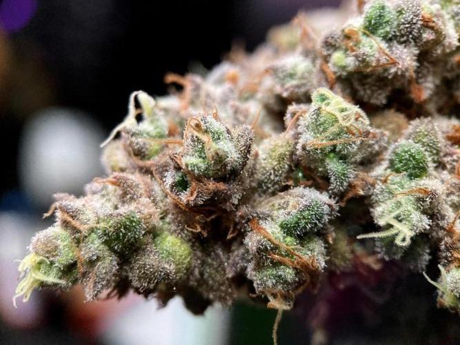 3M ⭕ Panama Red II. Week 22