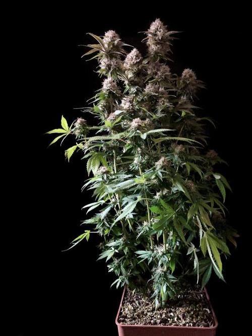 3M 🔥 Txerri Bilbo Haze. Week 13