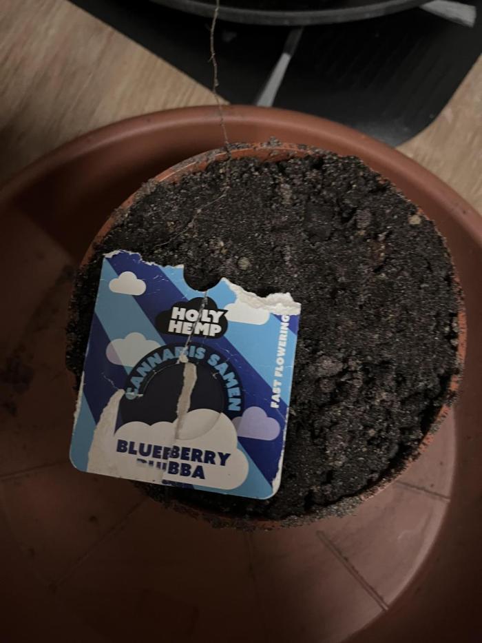 Blueberry Bubba. Week 0