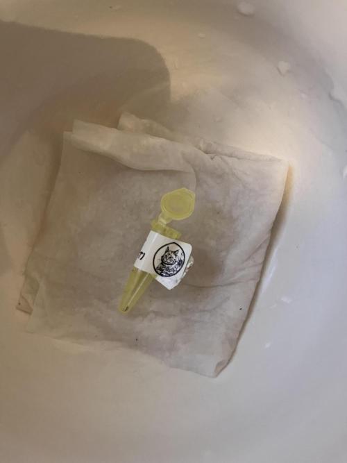 Girl Scout Cookie. Week 0