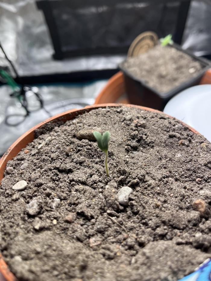 Blueberry Bubba. Week 1