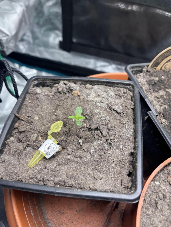 Girl Scout Cookies. Week 1