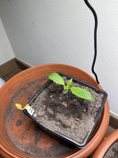 Girl Scout Cookies. Week 2