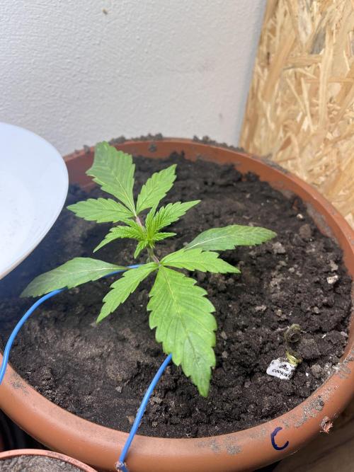 Girl Scout Cookies. Week 3