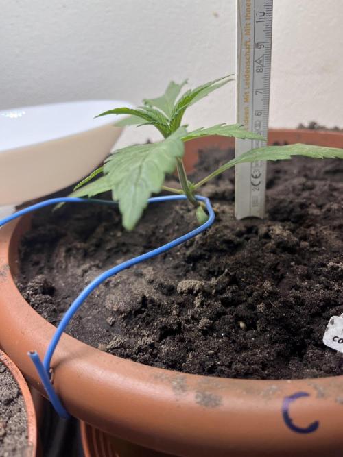 Girl Scout Cookies. Week 3