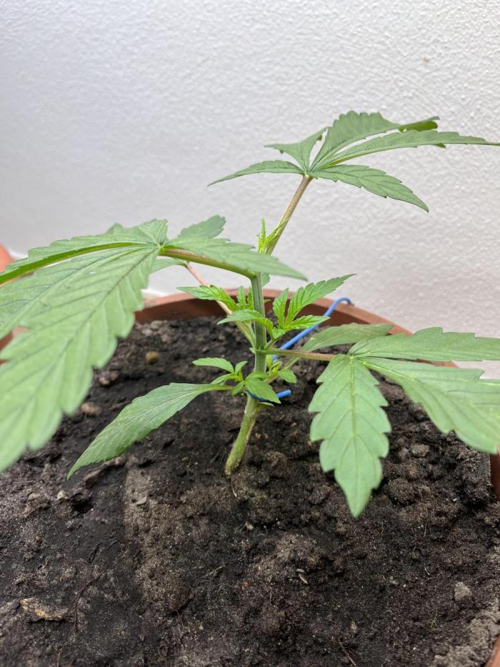 Girl Scout Cookies. Week 4