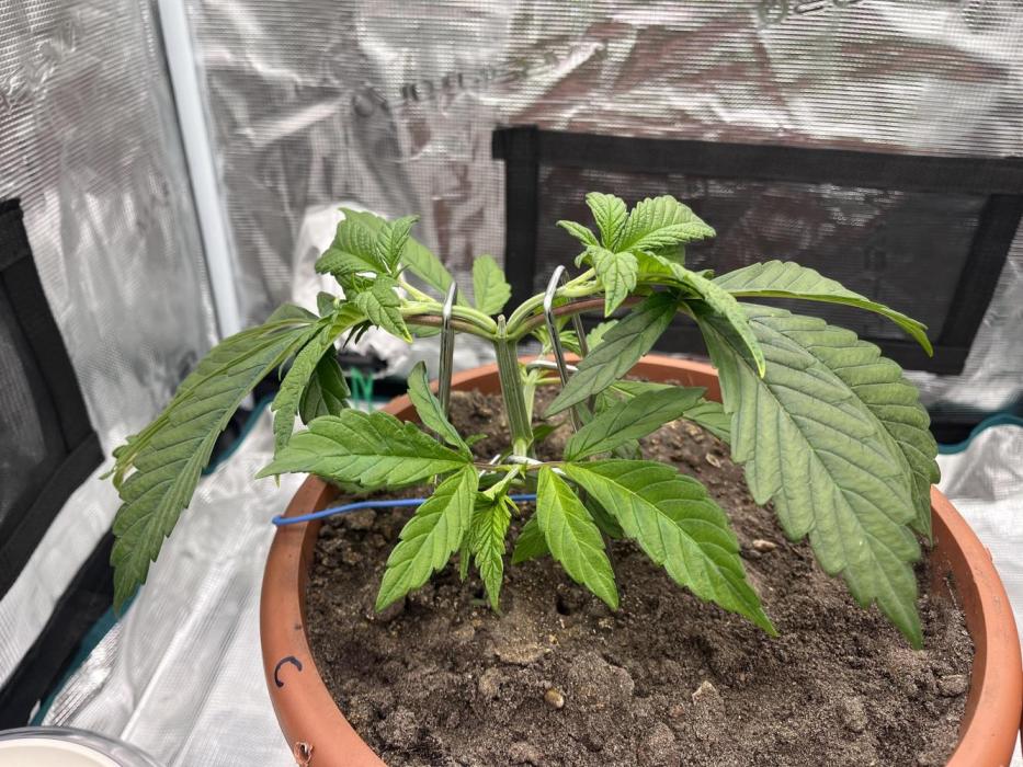 Girl Scout Cookies. Week 5