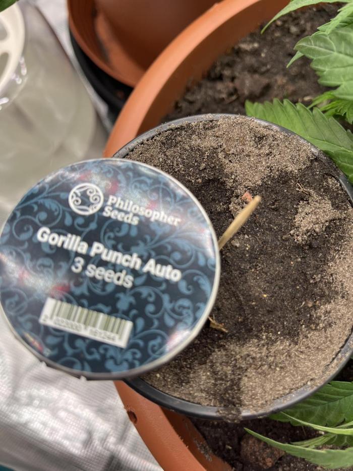 Gorilla Punsch Auto. Week 0 - 4 Stück mit Wasserstoffperoxid und etwas Wasser in eingeschlossenes Glas bei 28°