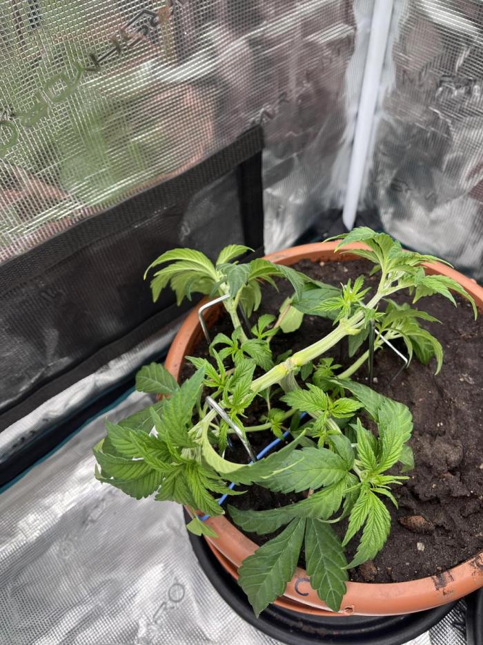 Girl Scout Cookies. Week 6