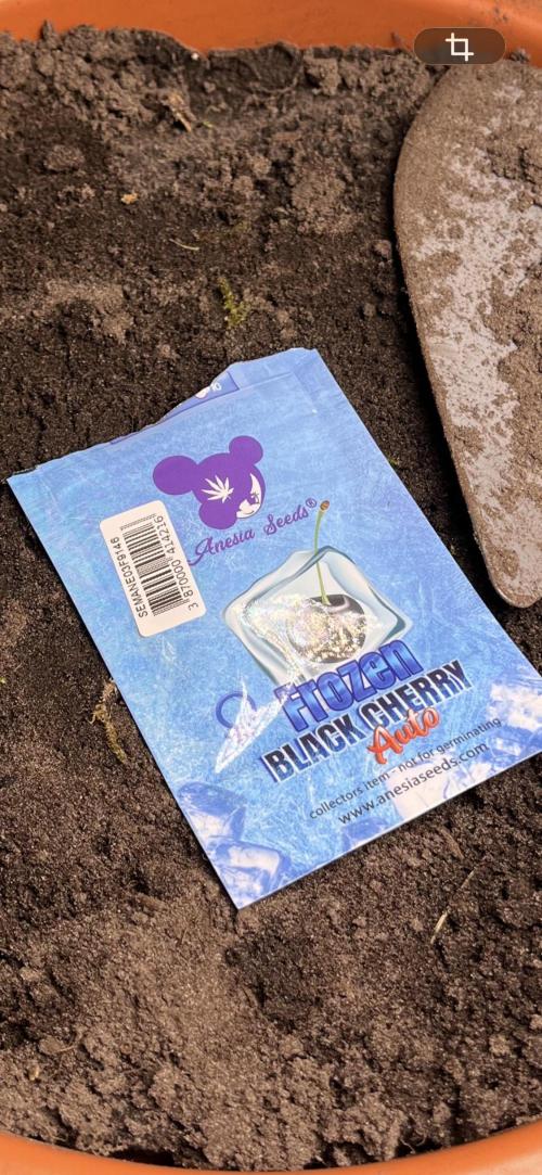 Frozen Black cherry Auto. Week 1