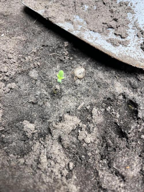 Frozen Black cherry Auto. Week 1