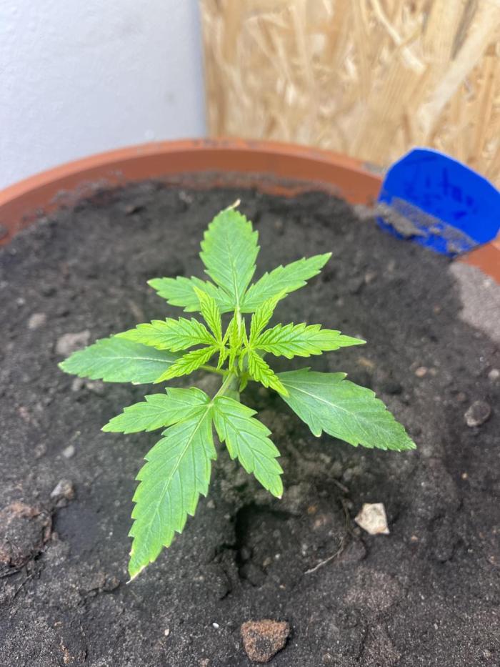 Titan F1. Week 3