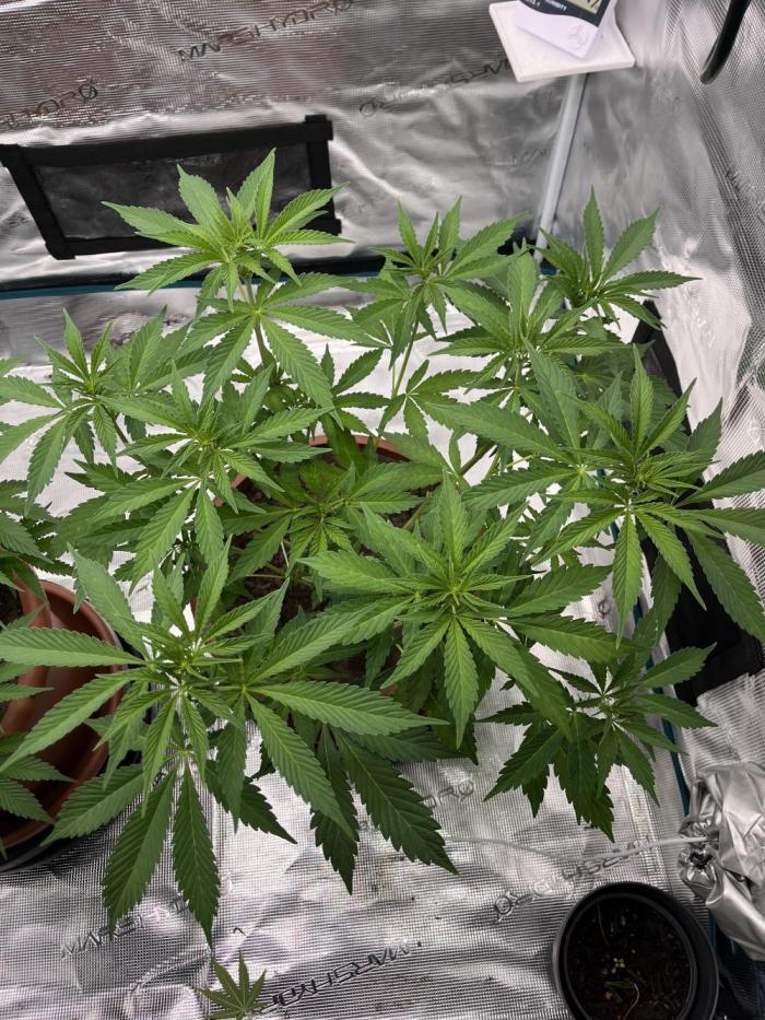 Girl Scout Cookies. Week 8