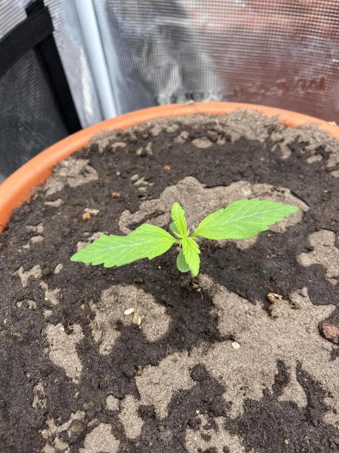 Frozen Black cherry Auto. Week 2