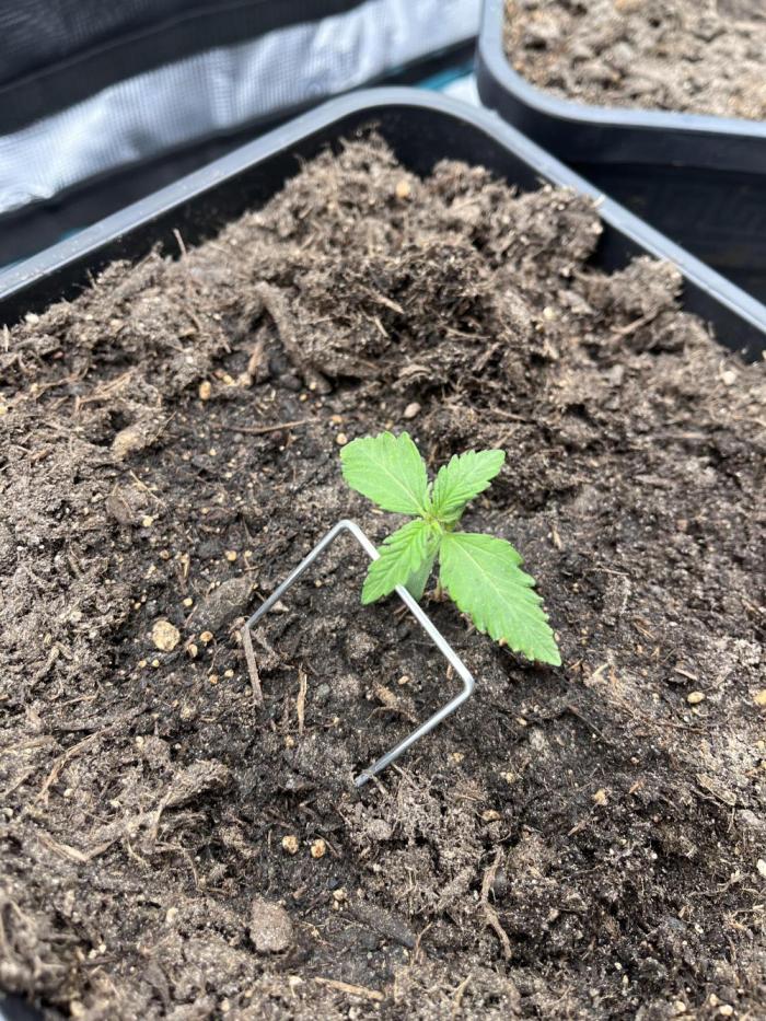 Gorilla Punsh Auto. Week 2