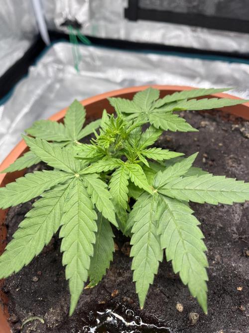 Titan F1. Week 4