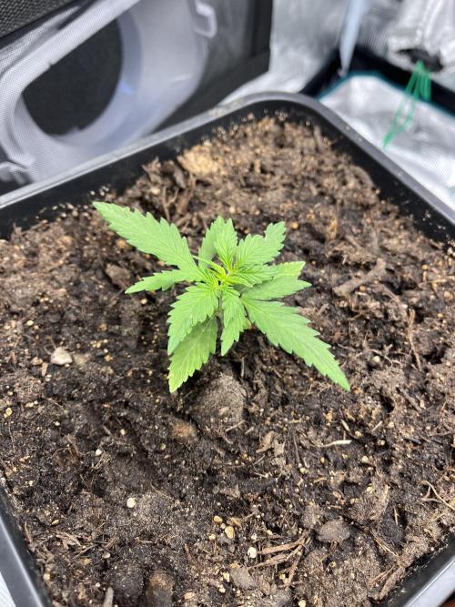 Gorilla Punch Auto. Week 3
