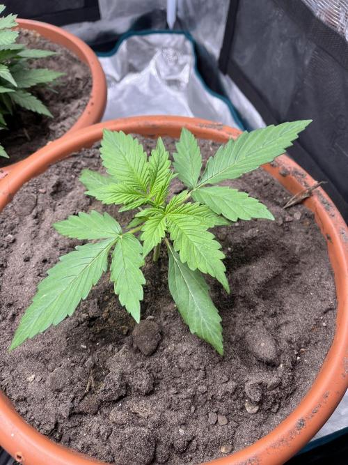 Frozen Black cherry Auto. Week 3