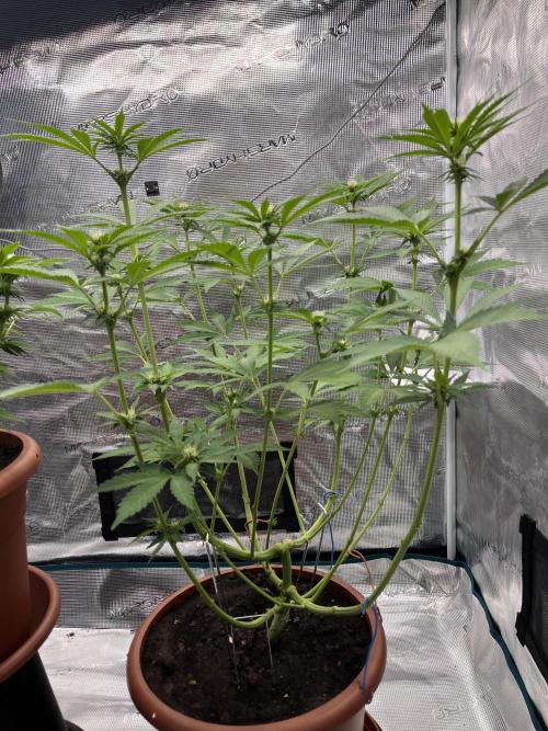 Girl Scout Cookies. Week 9