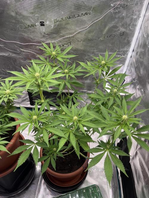 Girl Scout Cookies. Week 9