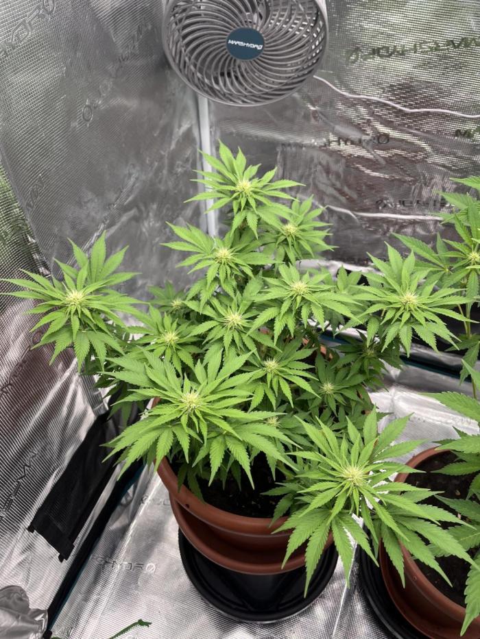 Black Bomb. Week 10