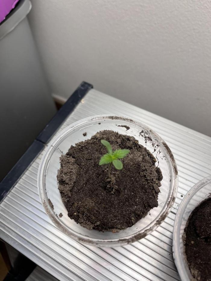 Gelato #45. Week 1