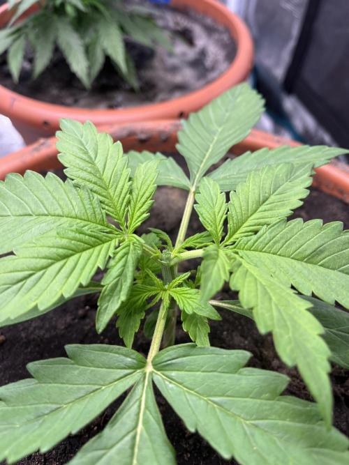 Frozen Black cherry Auto. Week 3