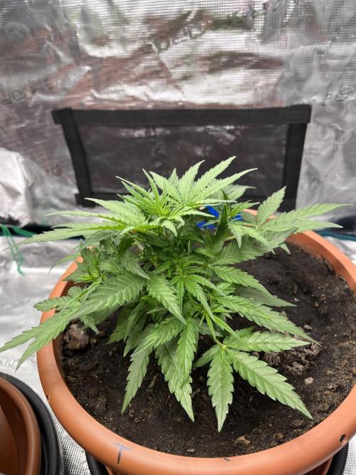 Titan F1. Week 5