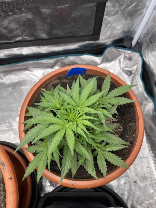 Titan F1. Week 5