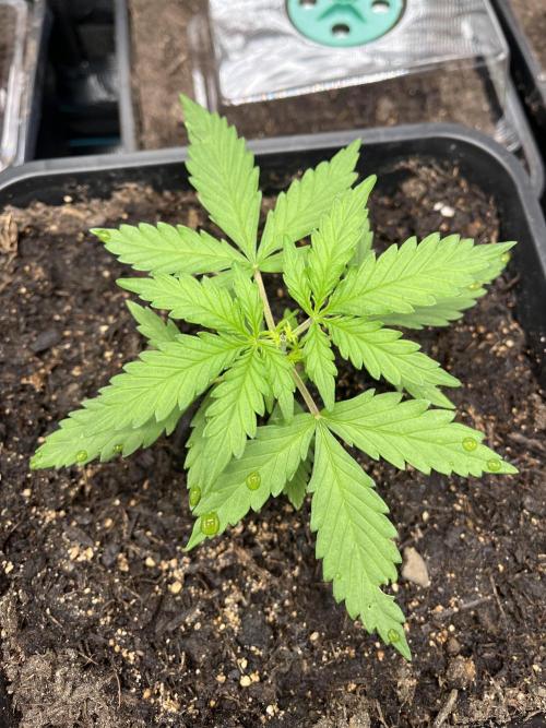 Gorilla Punch Auto. Week 3