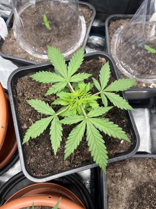Gorilla Punch Auto. Week 4