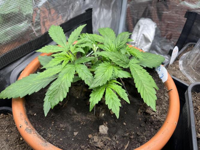 Frozen Black cherry Auto. Week 4