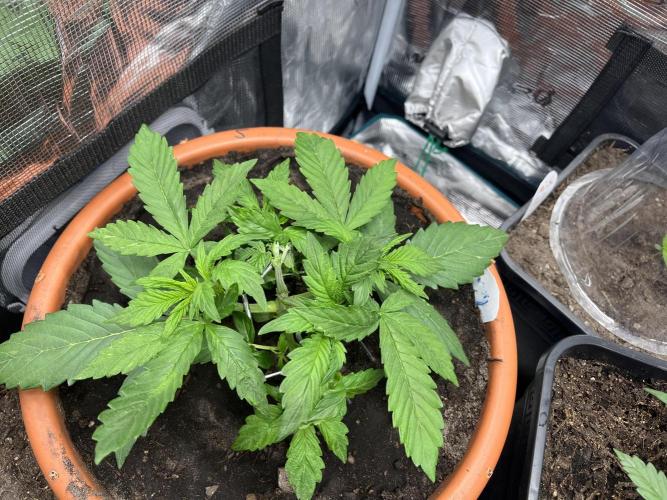Frozen Black cherry Auto. Week 4
