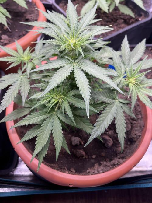 Titan F1. Week 6