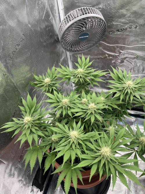 Black Bomb. Week 11
