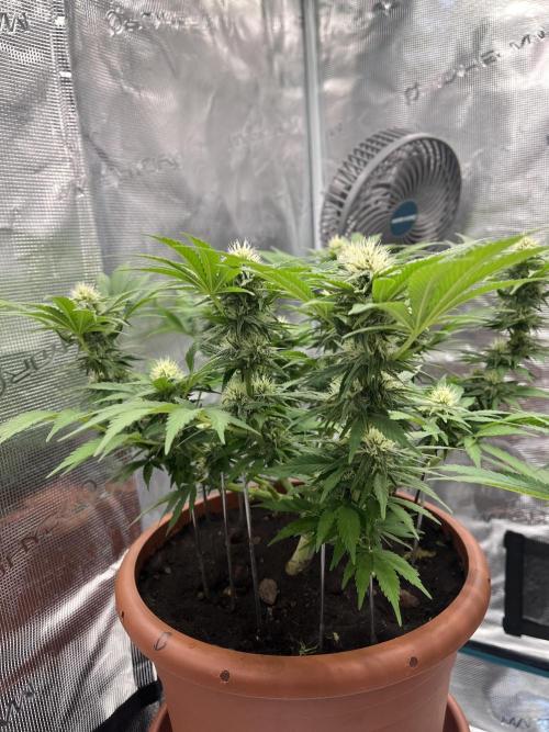 Black Bomb. Week 11