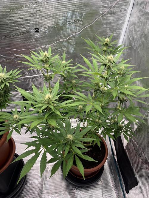 Girl Scout Cookies. Week 10