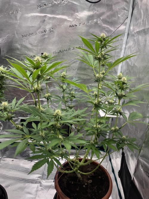 Girl Scout Cookies. Week 10