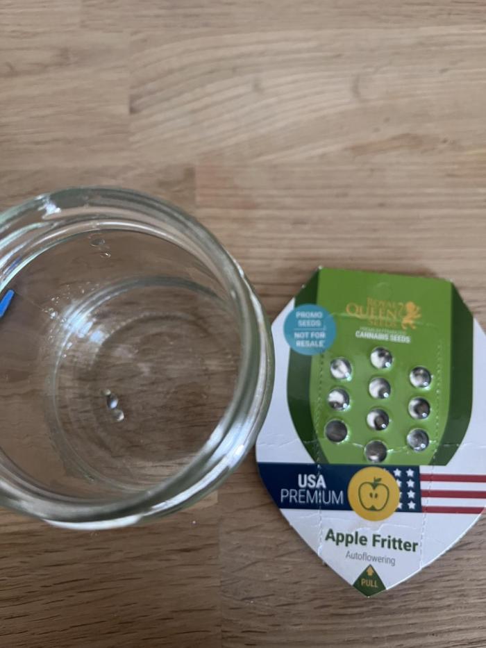 Apple Fritter Auto. Week 0